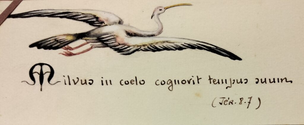Detail of a gift given to Mother Boissard, during her exploratory trip to Madagascar. Source: ACF, 10Hs2.